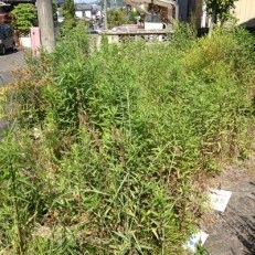 庭のお手入れに困っていませんか。草刈り、清掃等を代行します(2時間分・約40平方m前後) | ふるさと納税のお礼品