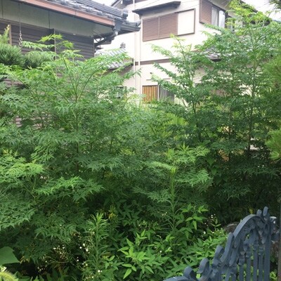 庭のお手入れに困っていませんか。草刈り、清掃等を代行します(3時間分・約60平方m前後)