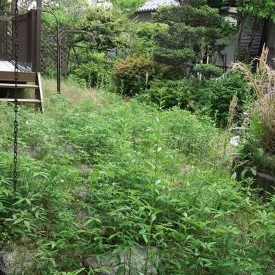 庭のお手入れに困っていませんか。草刈り、清掃等を代行します(3時間分・約60平方m前後)