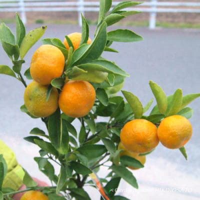 実付き、小みかん　1本