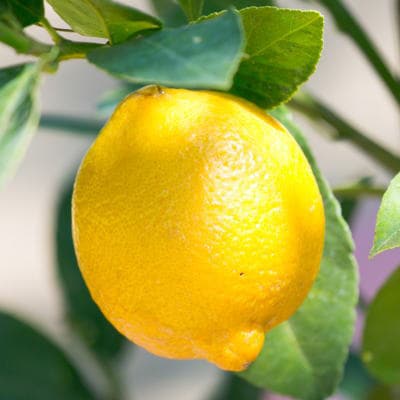 レモンの木鉢植(白プラ鉢)