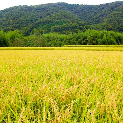 金賞受賞　大吟醸瓢太閤　720ml