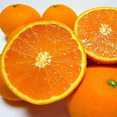 【2025年2月下旬～発送】厳選　濃厚清見オレンジ　約5kg