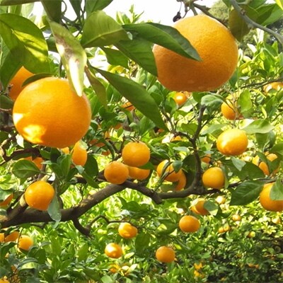 厳選!濃厚有田みかん　5kg【サイズ混合】【※2020年11月下旬頃より順次発送】