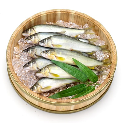 氷しめ鮎8匹