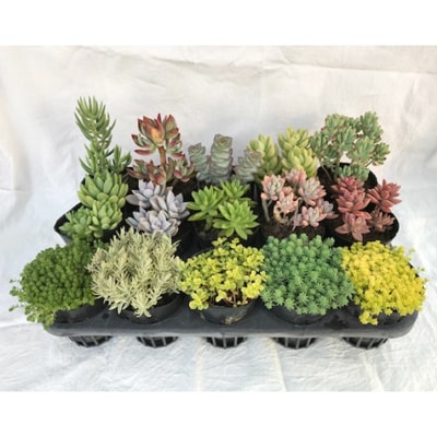 多肉植物の苗15個セット