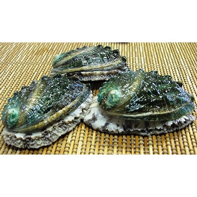 【紀和味】和歌山県産紀州活アワビ(養殖蝦夷鮑) 15個入