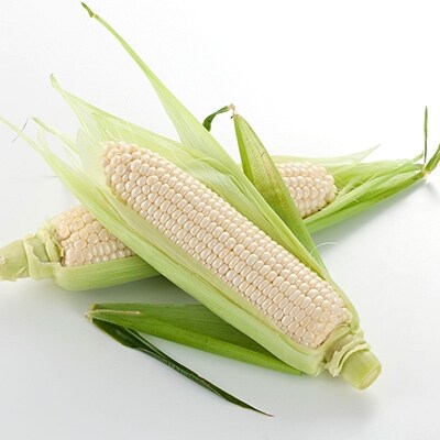 旭川産 白いとうもろこし(ホワイトショコラ他) 4kg(11~13本)