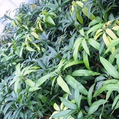 観葉植物 アップルマンゴー苗木6号 アーウィン種 前園植物園 お礼品詳細 ふるさと納税なら さとふる 観葉植物 アップルマンゴー苗木6号 アーウィン種 前園植物園 お礼品詳細 ふるさと納税なら さとふる