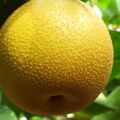 したたる果汁と濃厚な味わい 愛媛・八幡浜・特産梨「豊水」約3kg【C28-14】