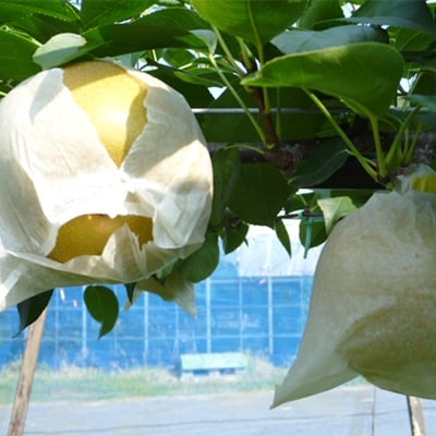 愛甘水梨  4L～5Lサイズ(6～8玉)