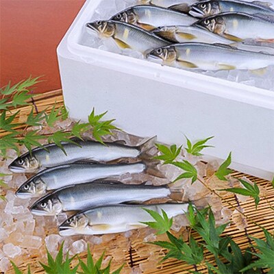 塩焼き用活〆鮎約1kg(冷凍配送)