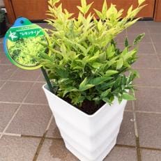 海外から新品種!南天レモンライムが来ました。6号(18cm)カラー鉢 | ふるさと納税のお礼品