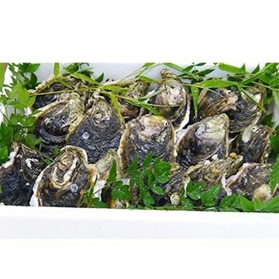 岩牡蠣セット200g前後×20個前後(加熱用)【6月~8月発送】