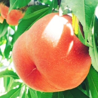 【友好都市産品】北條農園の低農薬栽培の桃 (6~8個)