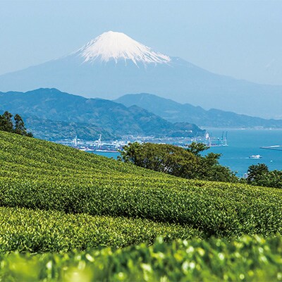 タクシーで巡る　お茶のまち静岡市ツアー「お茶のまちコース」