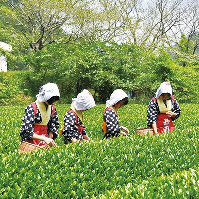 タクシーで巡る　お茶のまち静岡市ツアー「三保松原コース」
