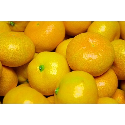 和歌山県有田産　ハウスみかん　約2.5kg　20～25玉