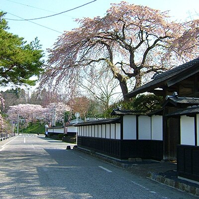 あぶら麸 2本入り10ヶ箱詰め