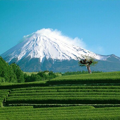 市川のぐり茶ティーバッグセット【3点】
