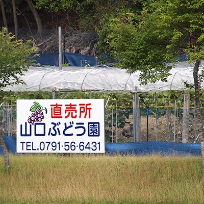 船坂ブドウ詰め合せ 約2kg