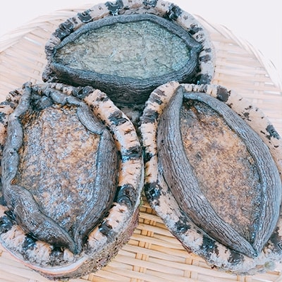 【金曜日発送】若狭湾の天然活黒アワビ 1.5kg【1個300g以上】