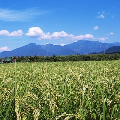 「2020年8月上旬発送」【雪蔵貯蔵米】南魚沼産こしひかり　5kg