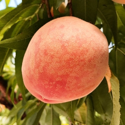 熊本県産 桃　1kg