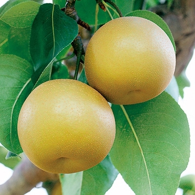 熊本県産　梨　5kg