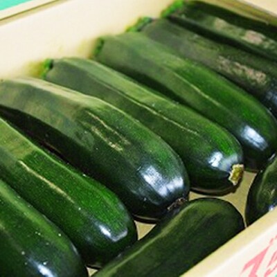 熊本県産　ズッキーニ　2kg(10本～12本)