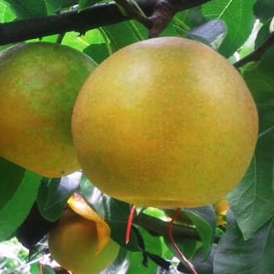 厳選　熊本県産　梨　秋麗　2kg(6玉～9玉)