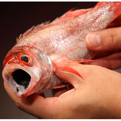日本海の高級魚 のどぐろ一夜干し5枚セット
