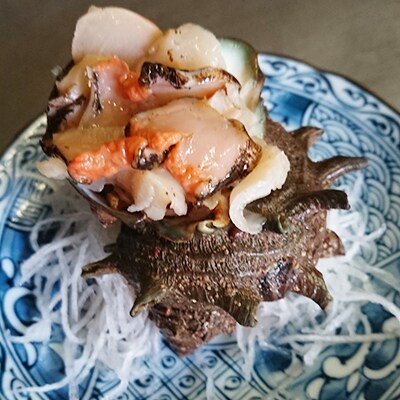 佐渡産 活サザエ2.5Kg(17~22個)