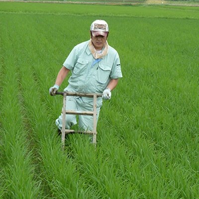 【2023年4月中旬発送】【令和4年産】特別栽培米「南魚沼産コシヒカリ」農薬不使用玄米10kg