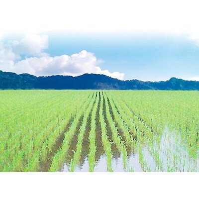 特別栽培米　南魚沼産コシヒカリ 富三郎 玄米 5kg 