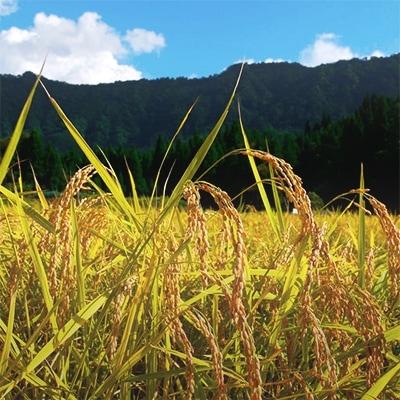 特別栽培米　南魚沼産コシヒカリ 富三郎 玄米 5kg 