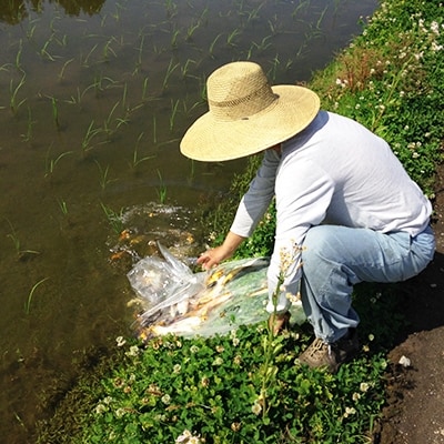 令和5年産 有機栽培米 南魚沼産コシヒカリ こいみのり 白米 5kg