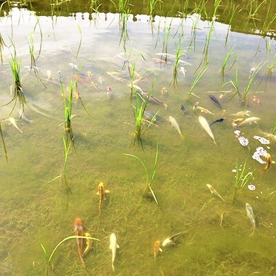 令和5年産 有機栽培米 南魚沼産コシヒカリ こいみのり 白米 5kg