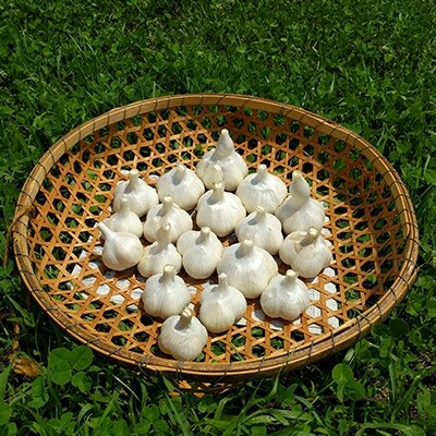 にんにく【福地ホワイト六片種】合計1.5kgの詰め合わせ(サイズ混合1kgとばらし500g)
