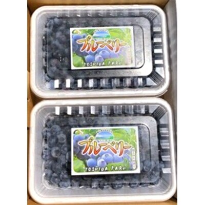 【さとふる限定】採れたてブルーベリー1kg(500g×2パック)