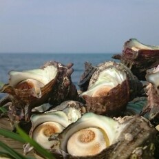 日本海天然 さざえ1kg お礼品詳細 ふるさと納税なら さとふる