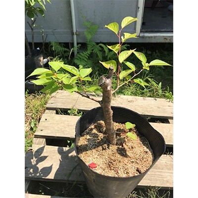 桜 苗木 春月花 しゅんげつか お礼品詳細 ふるさと納税なら さとふる