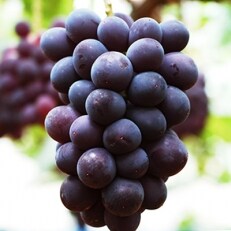 期間限定 紫玉 巨峰種 約1kg のレビュー 口コミ一覧 ふるさと納税サイト さとふる