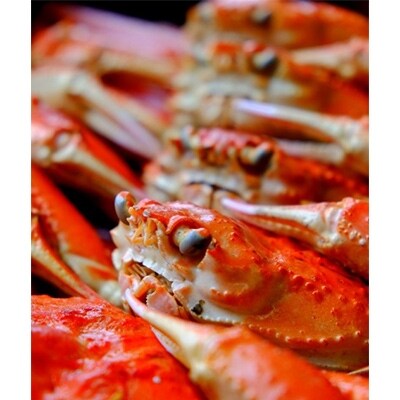 日本海・冬の珍味 松葉ガニ雌 コッペガニ(親ガニ) 5杯セット(加工前 活け目150g以上)