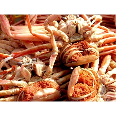日本海・冬の珍味 松葉ガニ雌 コッペガニ(親ガニ) 5杯セット(加工前 活け目150g以上)