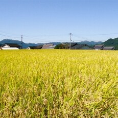 原さんちのお米食べくらべセット<ひとめぼれ・ヒノヒカリ>