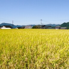 原さんちのお米食べくらべセット&lt;ひとめぼれ・ヒノヒカリ&gt;