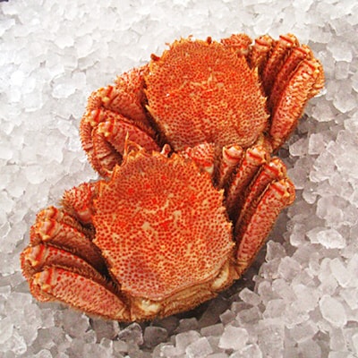 北海道産・毛ガニ特大2尾で1.5kg～1.7kg