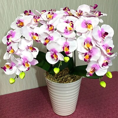 光触媒造花胡蝶蘭 3本立 ピンク お礼品詳細 ふるさと納税なら さとふる 光触媒造花胡蝶蘭 3本立 ピンク お礼品詳細 ふるさと納税なら さとふる