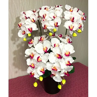 光触媒造花胡蝶蘭　5本立(ホワイトピンク)